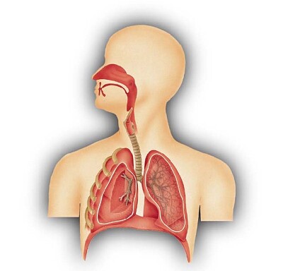 Sistema Respiratorio