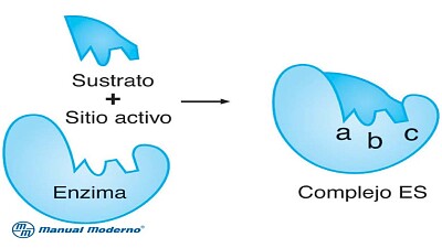 פאזל של ENZIMA