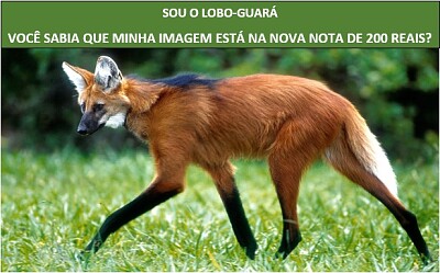 פאזל של Animal do Pantanal