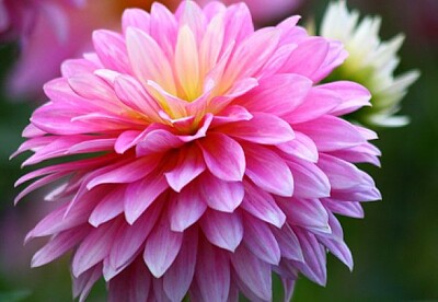 פאזל של Crizantema - regina toamnei