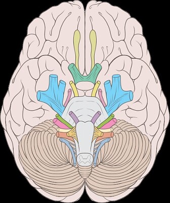 cerebro