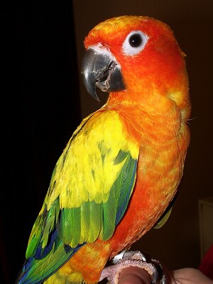 פאזל של Conure parrot