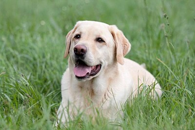 Labrador jigsaw puzzle