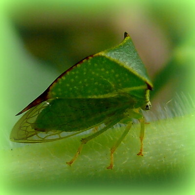 Cicadelle buffle