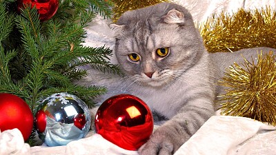 Gato navideÃ±o