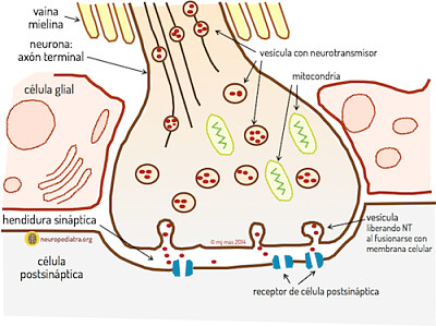 פאזל של Neuronales