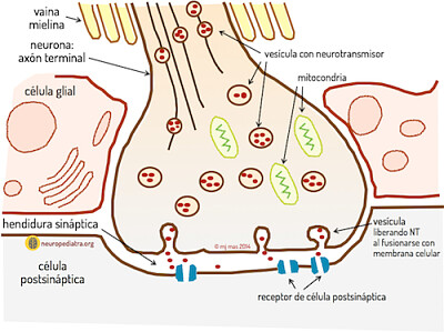 Neuronales jigsaw puzzle