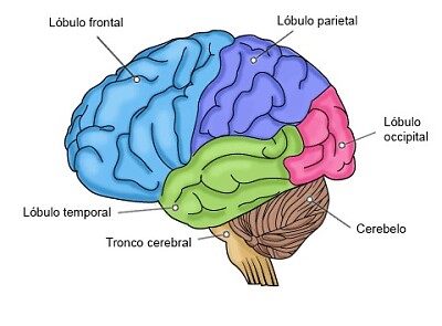 פאזל של lÃ³bulos cerebrales