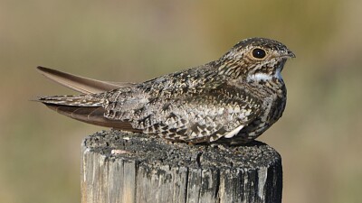 Common Nighthawk jigsaw puzzle