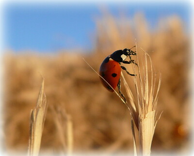 Coccinelle