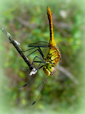 Grande libellule jaune sympetrum vulgatum jigsaw puzzle