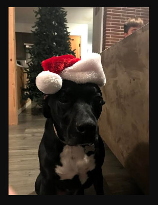 a cute dog in a christmas hat