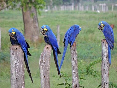 פאזל של guacamaya