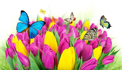 פאזל של Flowers and Butterflies