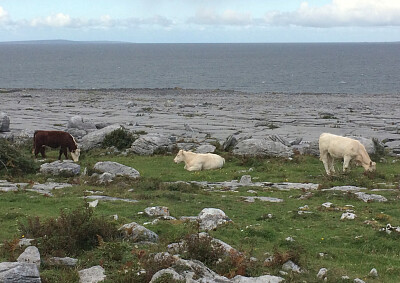 פאזל של Burren Cows