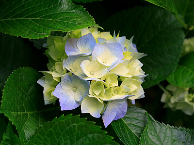 פאזל של floare alba