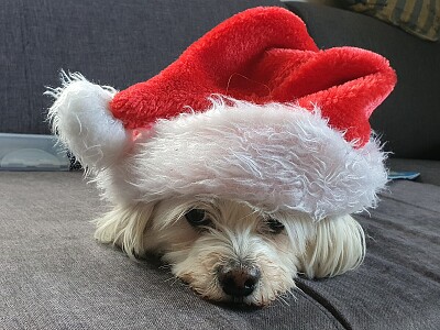 Weihnachtsbella