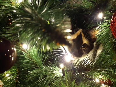 KICHI EN EL ÃRBOL DE NAVIDAD