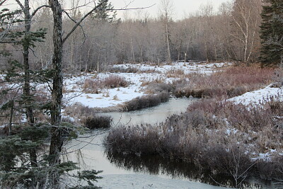 Early snow in the woods