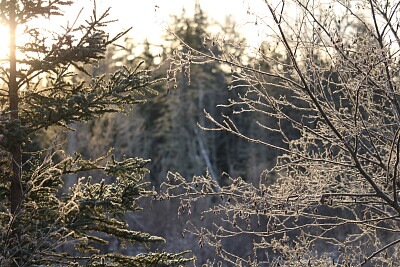 פאזל של Early morning frost in woods