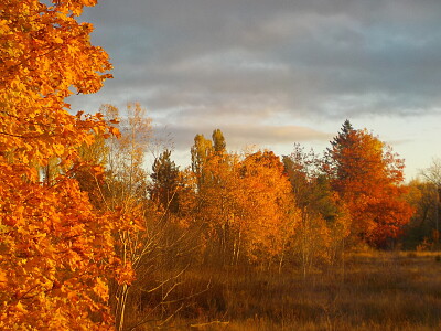 Orange sunrise on orange leaves