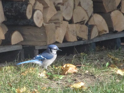 Blue Jay by the woodpile