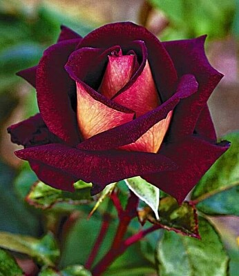 Rose Bordeaux