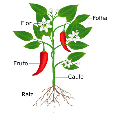 פאזל של partes de uma planta- METAFITA