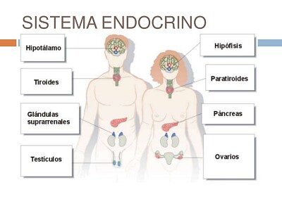 פאזל של SISTEMA ENDOCRINO