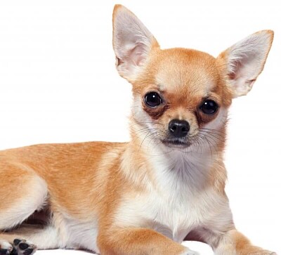 chihuahua jigsaw puzzle