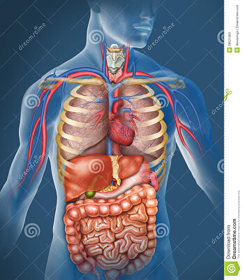 corpo humano