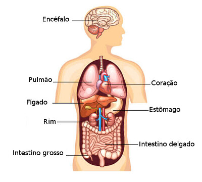 corpo humano