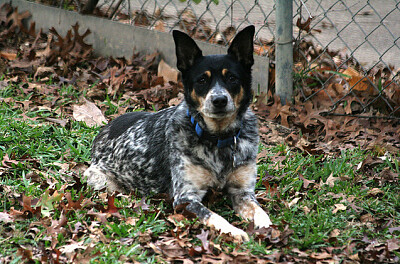 Texas heeler