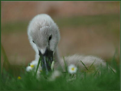 Bébé Cygne