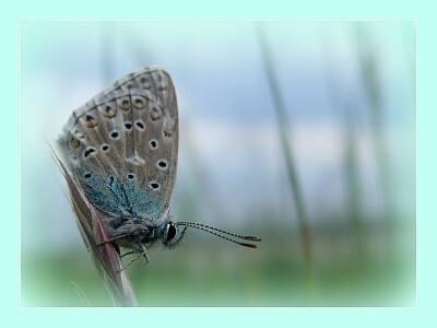 פאזל של Papillon