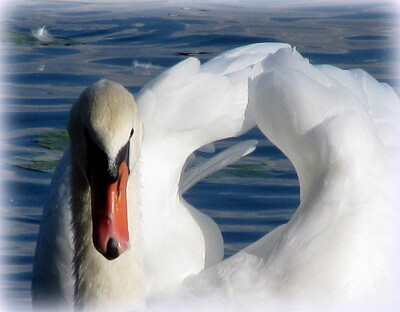 Cygne jigsaw puzzle