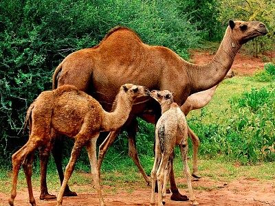 פאזל של CAMEL