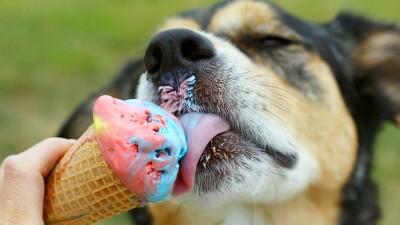 Perrito comiendo un helado