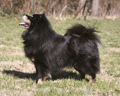 Finnish lapphund