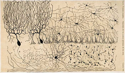 פאזל של Cells of Chick Cerebellum