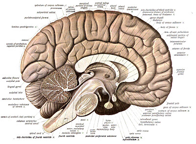 Sobotta 1908 Human Anatomy jigsaw puzzle