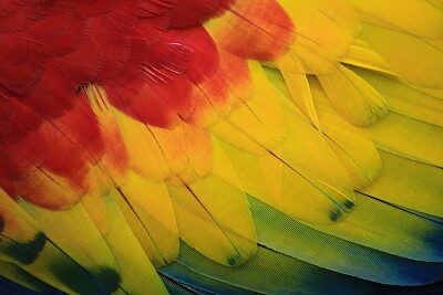 plumas