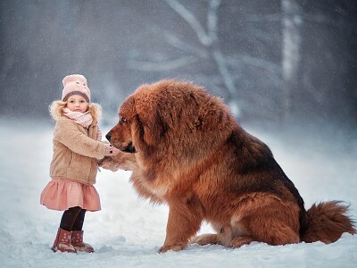 MASTIN TIBETANO