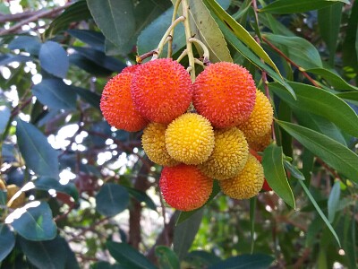 Corbezzolo
