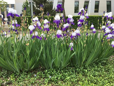 פאזל של iris