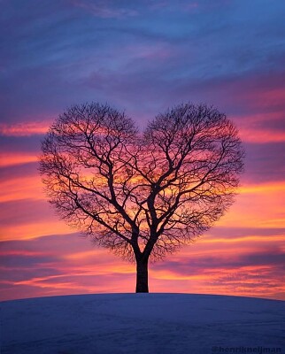 heart tree