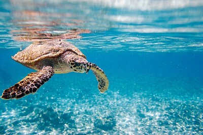 Tortuga Marina - Seychelles jigsaw puzzle