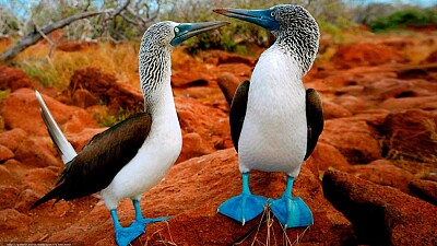 PÃ¡jaros bobospatas azules