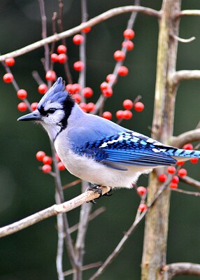 Cardenal azul jigsaw puzzle