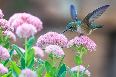 פאזל של colibrÃ­